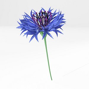 cornflower