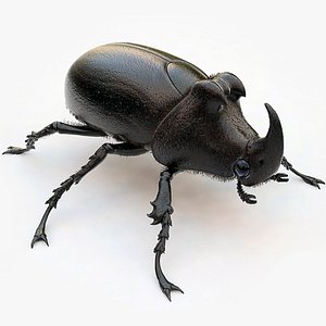 max rhinoceros beetle