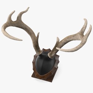 3D Tabletop Stand with Stag Antlers