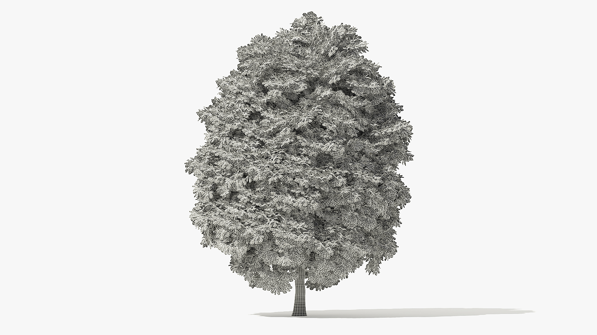 3D norway maple tree model - TurboSquid 1478813