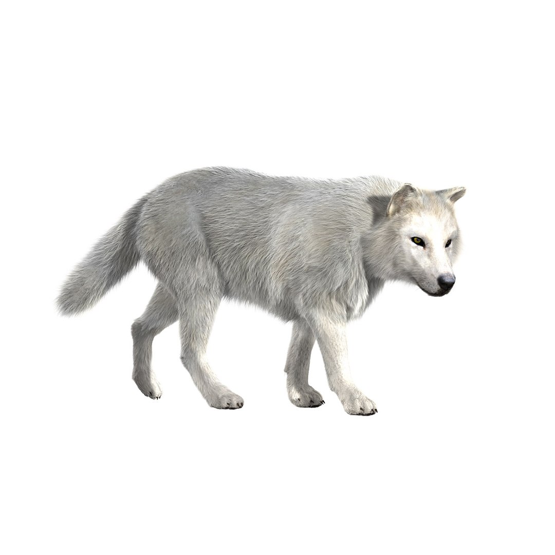 3d Model Arctic Fur Animation Wolf