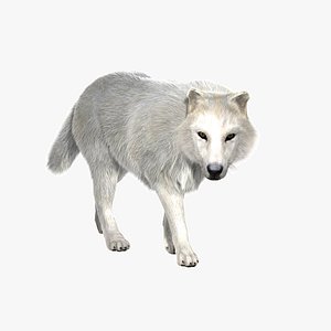 3d model arctic fur animation wolf