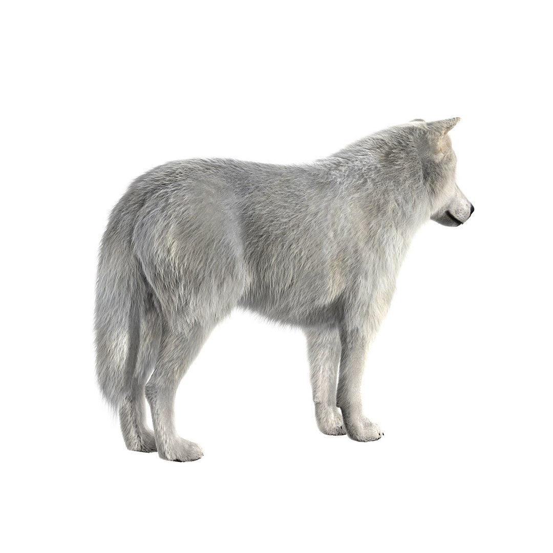 3d Model Arctic Fur Animation Wolf