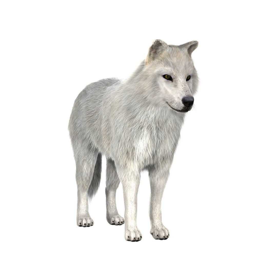 3d Model Arctic Fur Animation Wolf