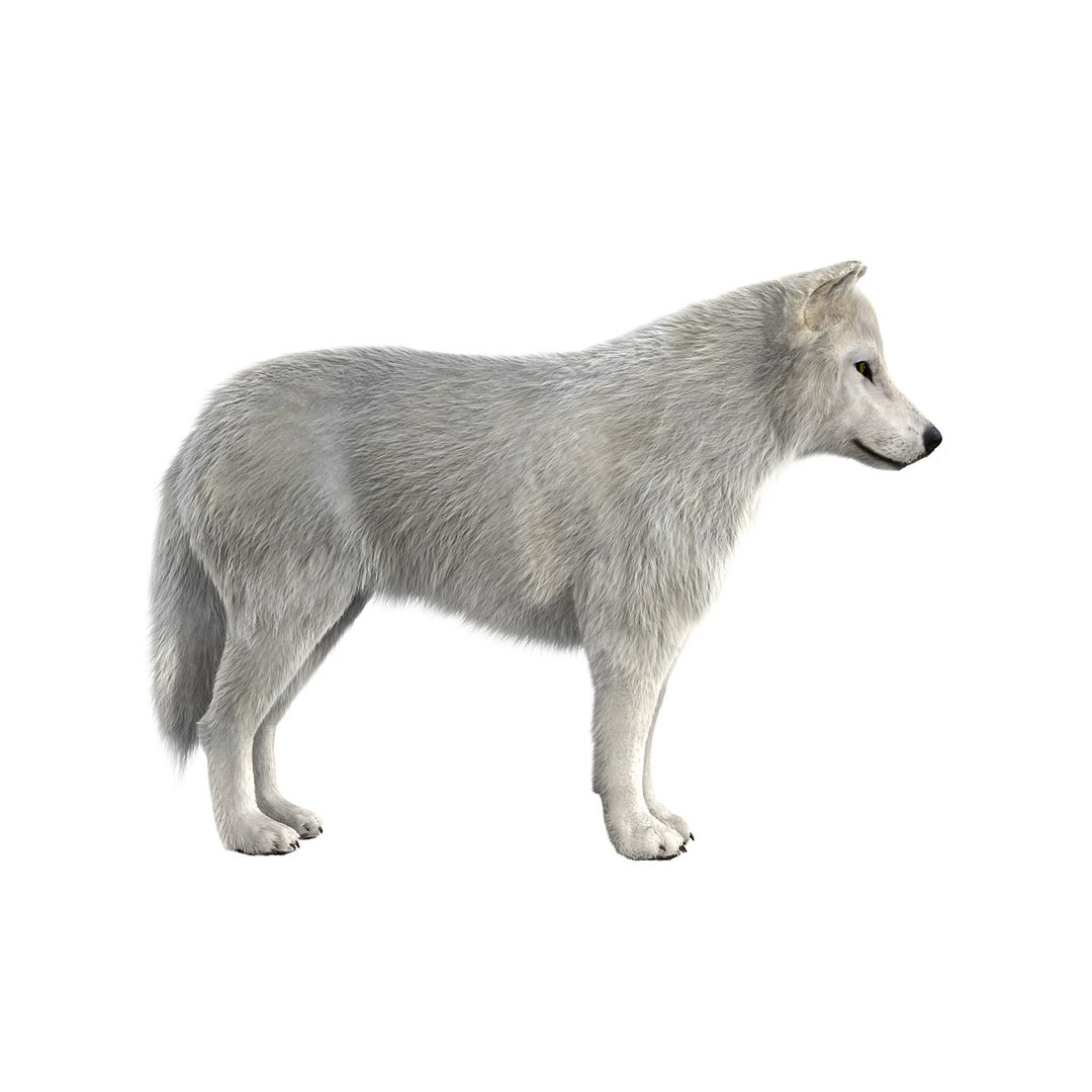 3d model arctic fur animation wolf