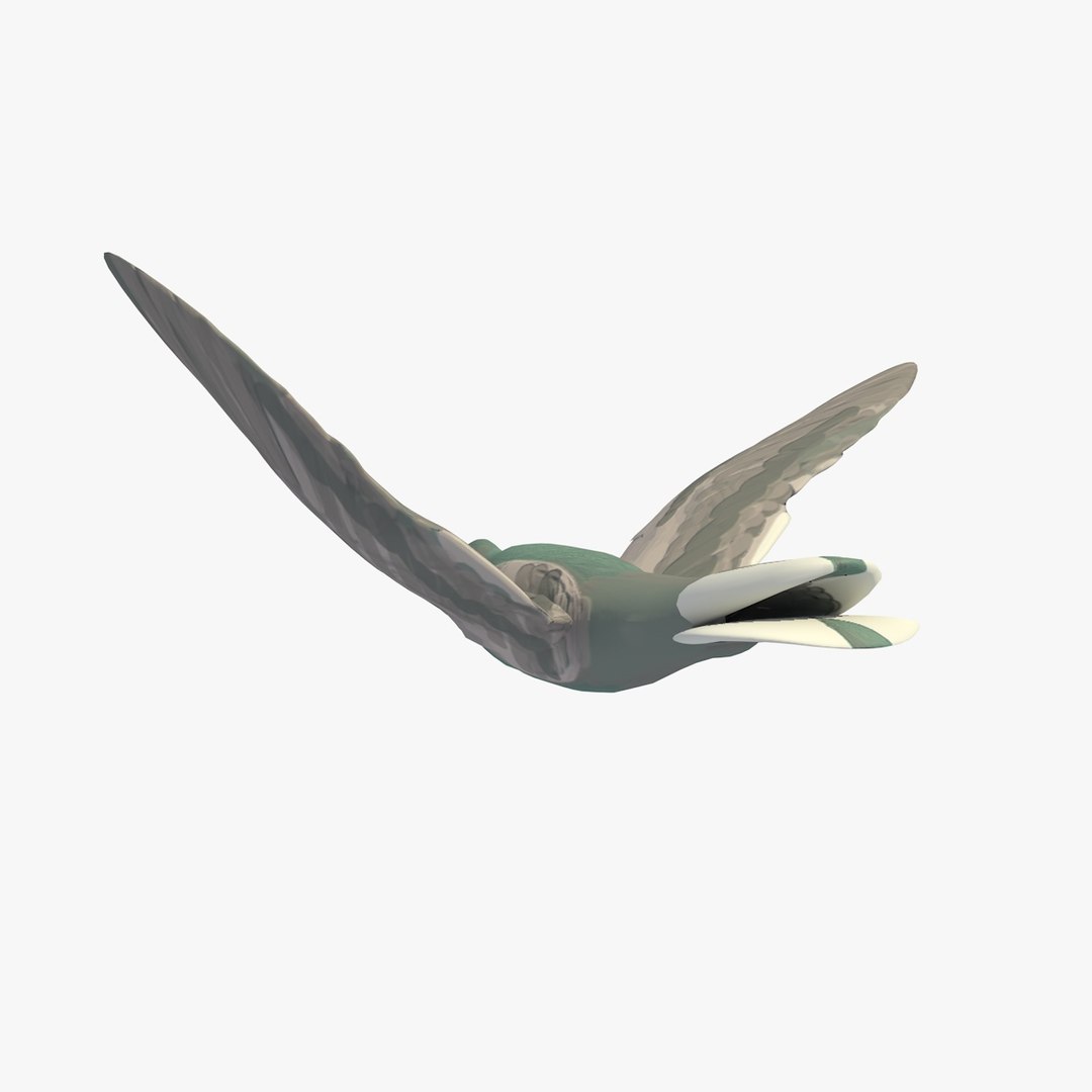 3d model single flying pigeon animation https://p.turbosquid.com/ts-thumb/si/chh6hc/KXpypPdB/singlepigeonflying3/jpg/1455113758/1920x1080/fit_q87/039364cc04bf97dea4bd6bdfc6bbc6ad7fedbd07/singlepigeonflying3.jpg