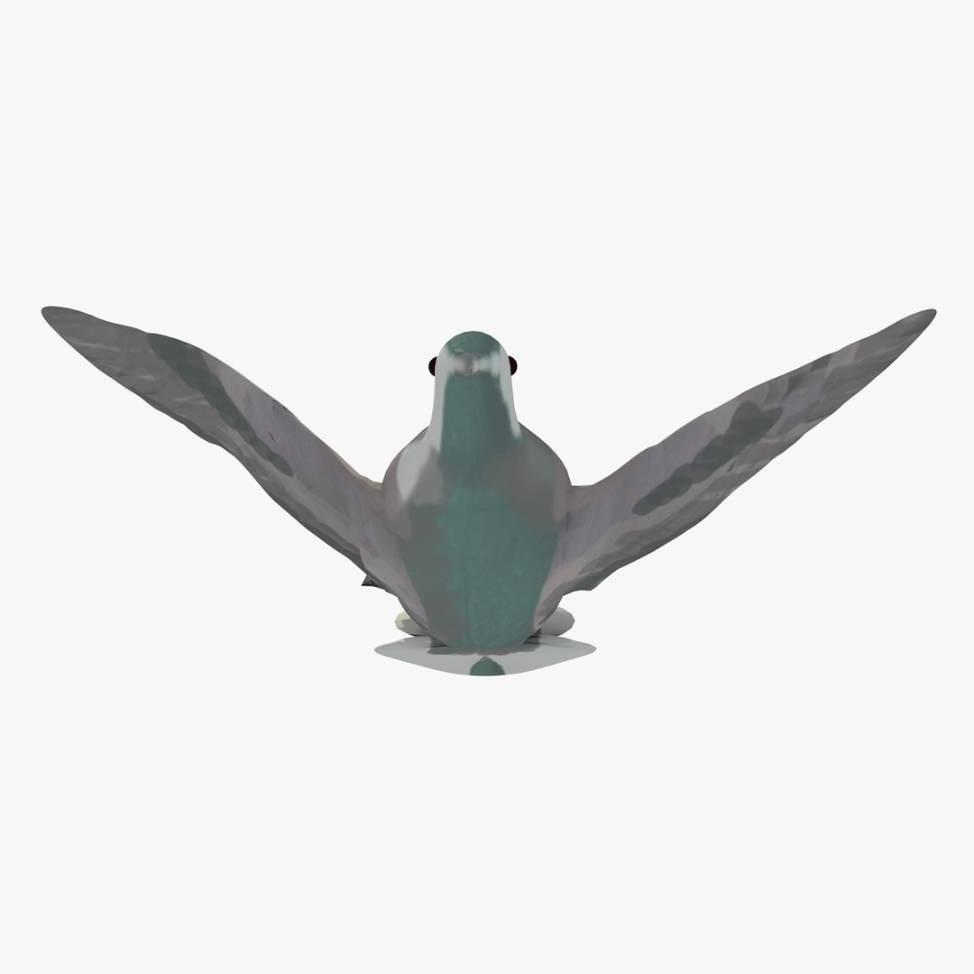 3d model single flying pigeon animation https://p.turbosquid.com/ts-thumb/si/chh6hc/WXsPrq8T/singlepigeonflying7/jpg/1455113759/1920x1080/fit_q87/8373a1b4fe6104622aca5fa5f470ce39e199a011/singlepigeonflying7.jpg
