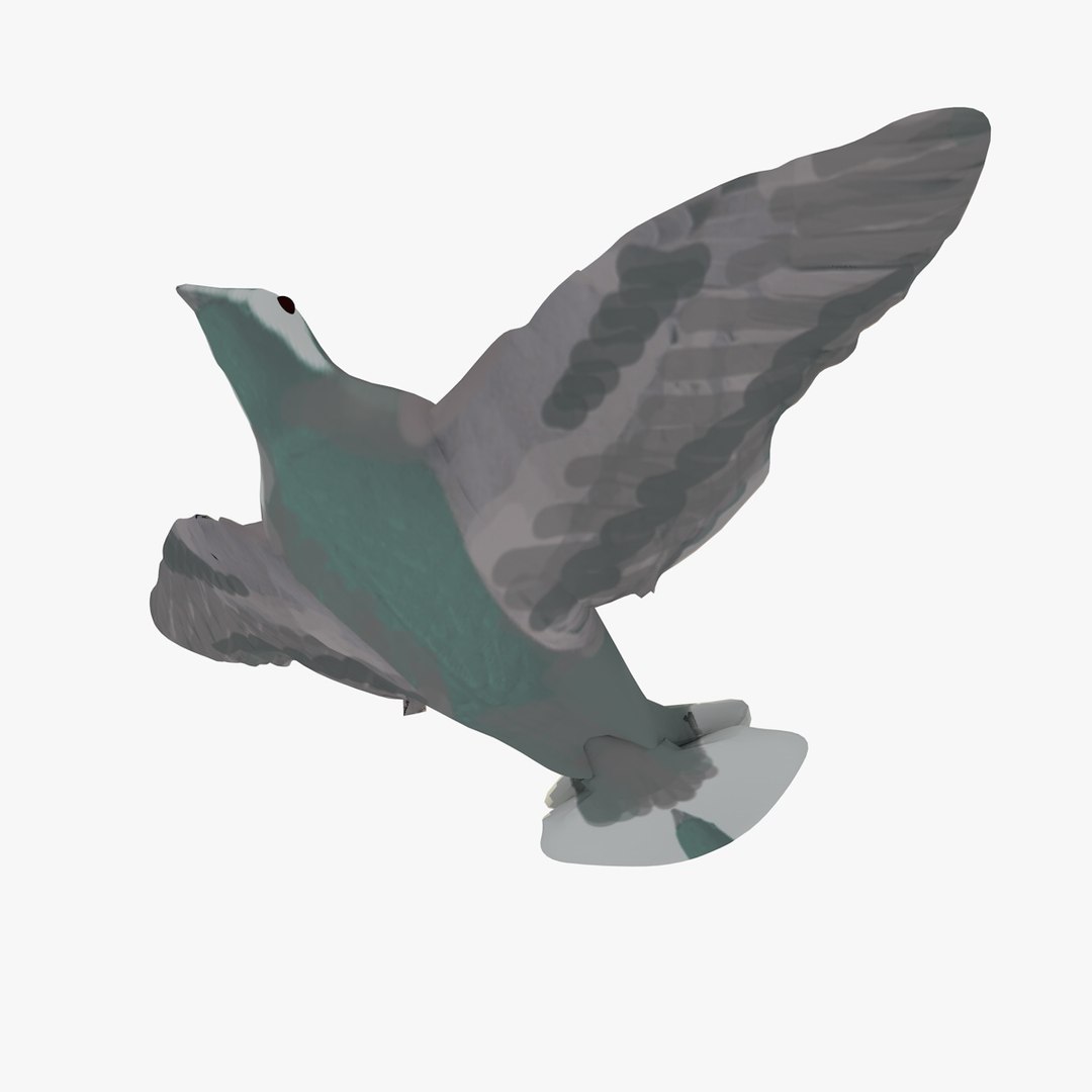 3d model single flying pigeon animation https://p.turbosquid.com/ts-thumb/si/chh6hc/YX3rTZOM/singlepigeonflying9/jpg/1455113759/1920x1080/fit_q87/4dfeb6f55c965a1d8d8a896a82e06d5645440cda/singlepigeonflying9.jpg