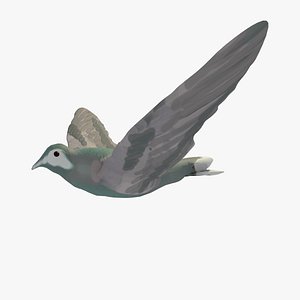 3d model single flying pigeon animation