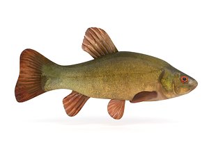 tench fish 3D