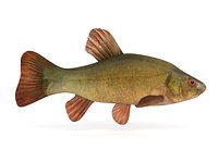 Tench Fish