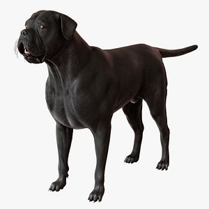 3D Cane Corso