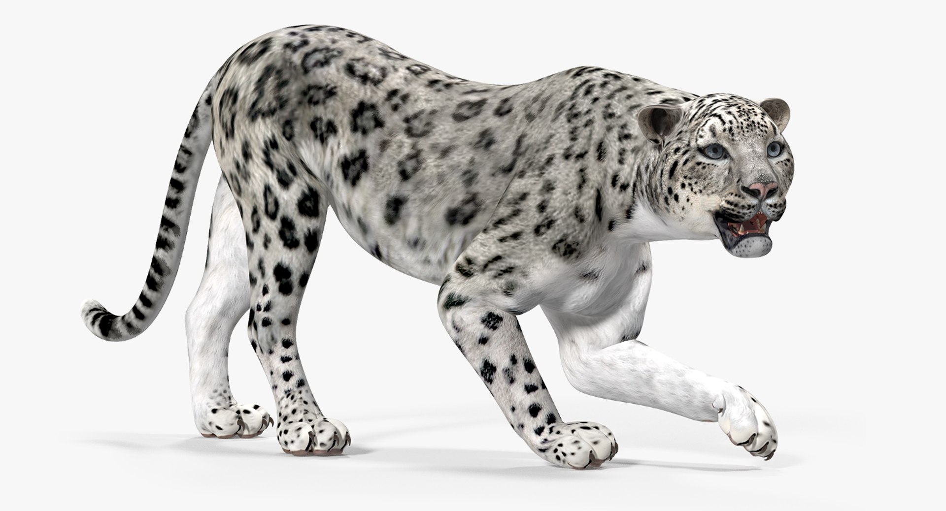 Snow Leopard Rigged 3D Model 3D model preview