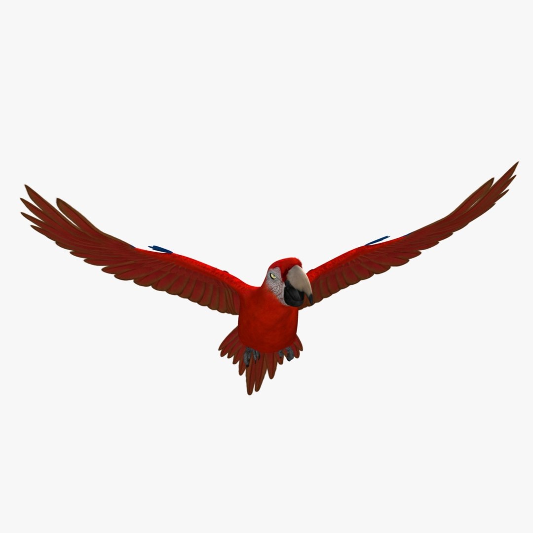 obj ara macao scarlet macaw https://p.turbosquid.com/ts-thumb/sj/KYcjAx/BIjn1P1j/r07/jpg/1418742474/1920x1080/fit_q87/5d75ea26e716905313e05b7a468512af423284ed/r07.jpg