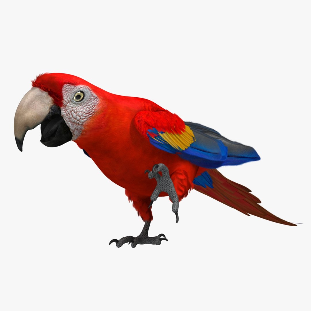 obj ara macao scarlet macaw https://p.turbosquid.com/ts-thumb/sj/KYcjAx/C2QK8lTe/r11/jpg/1418746064/1920x1080/fit_q87/8a8e6e82f247953b1a2fe79b6b4d242a887c9069/r11.jpg