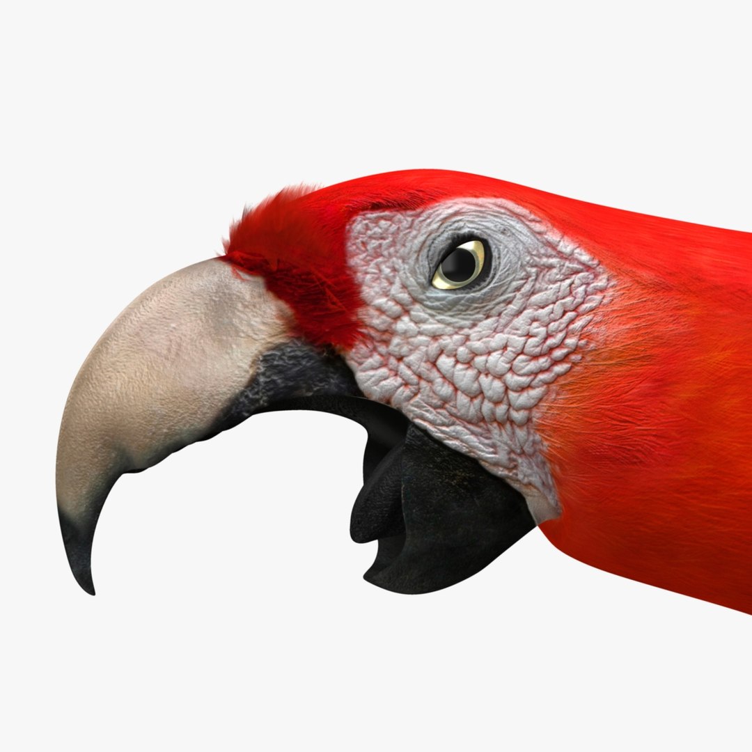 obj ara macao scarlet macaw https://p.turbosquid.com/ts-thumb/sj/KYcjAx/EL4cSRsH/r02/jpg/1418733488/1920x1080/fit_q87/af7722a023e4660b98b80374e1767502b63b8f66/r02.jpg