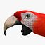 Ara Macao 'Scarlet Macaw Parrot'