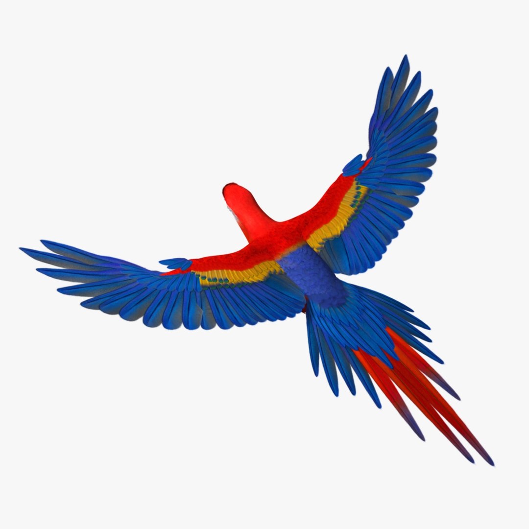 obj ara macao scarlet macaw https://p.turbosquid.com/ts-thumb/sj/KYcjAx/bKl1tjce/r09/jpg/1418745284/1920x1080/fit_q87/9def668be9405b2bd5ac29087dc46536ac9124f1/r09.jpg