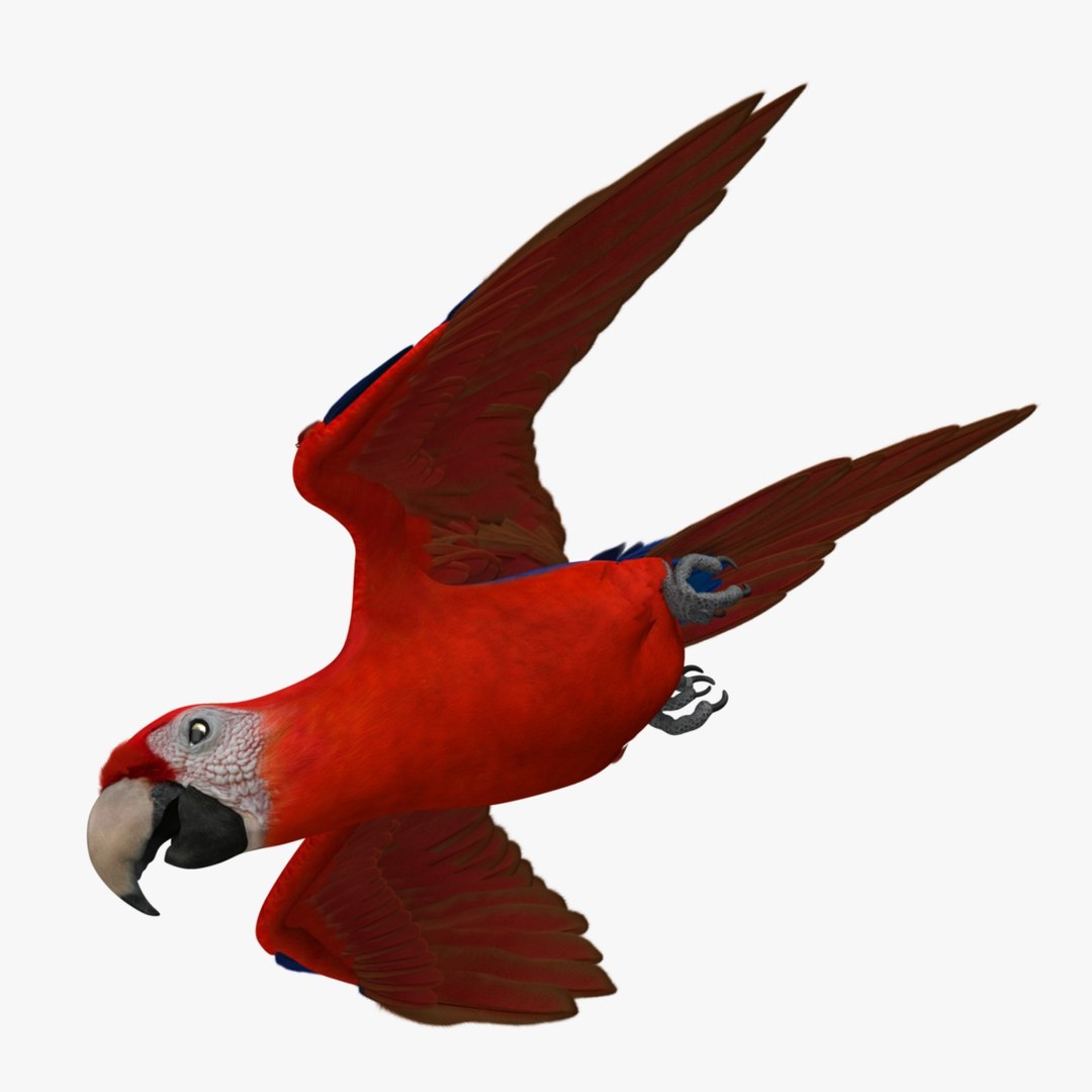 obj ara macao scarlet macaw https://p.turbosquid.com/ts-thumb/sj/KYcjAx/bzic79Hz/r08/jpg/1418743790/1920x1080/fit_q87/934bc41a915aa62b88ac533dda863e4d8cf09db9/r08.jpg