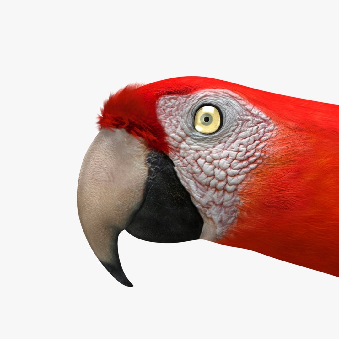 obj ara macao scarlet macaw https://p.turbosquid.com/ts-thumb/sj/KYcjAx/c0Qsh1bR/r01/jpg/1418733488/1920x1080/fit_q87/27bf395b260d6b2317fede515efe3f2b91b22240/r01.jpg
