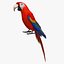 Ara Macao 'Scarlet Macaw Parrot'
