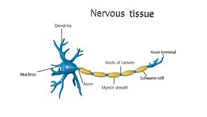 nervous tissue 3D model