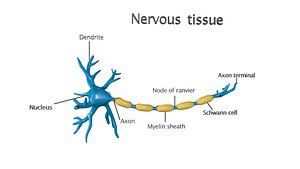 Nervous Tissue