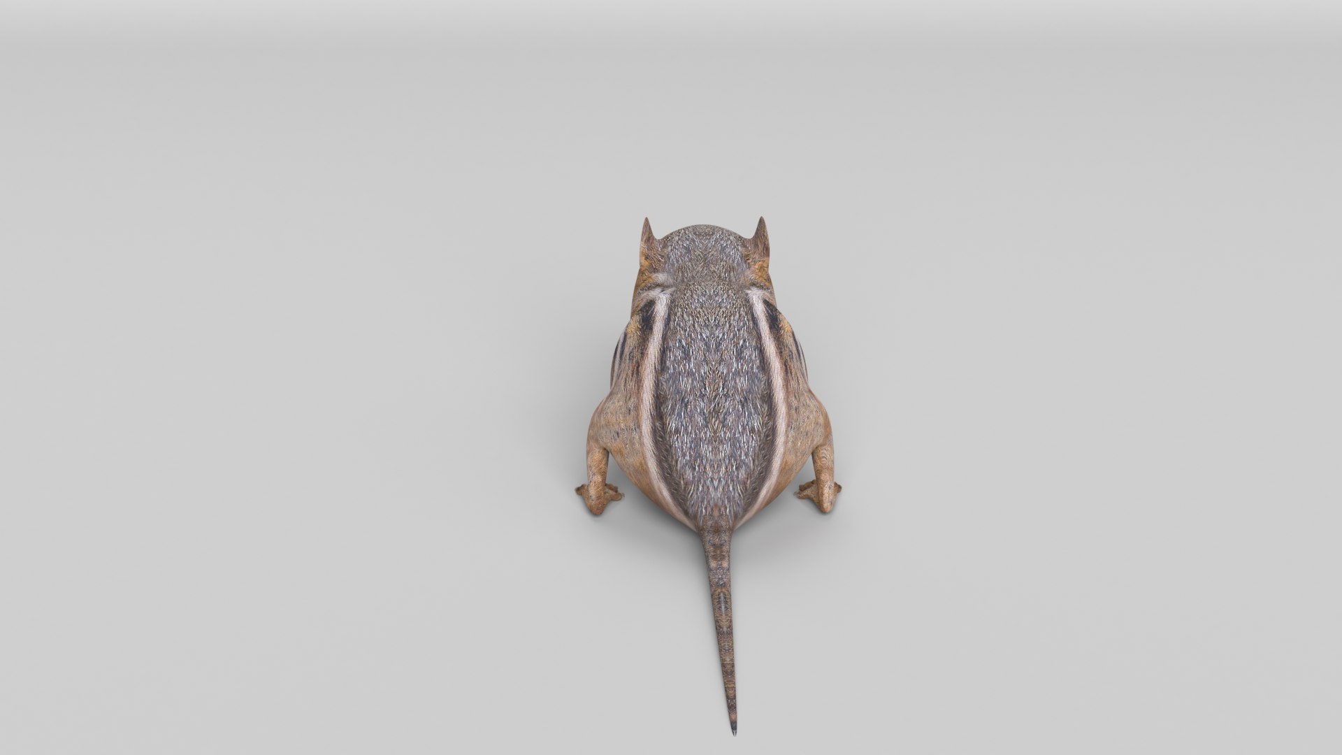 Chipmunk mammal animal 3D model - TurboSquid 1680610