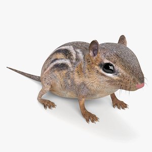 chipmunk mammal animal 3D model