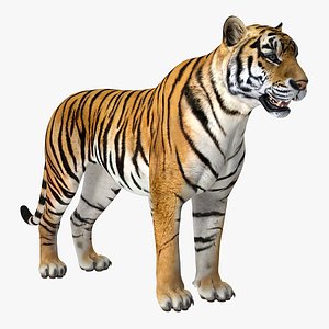 tiger 3D model