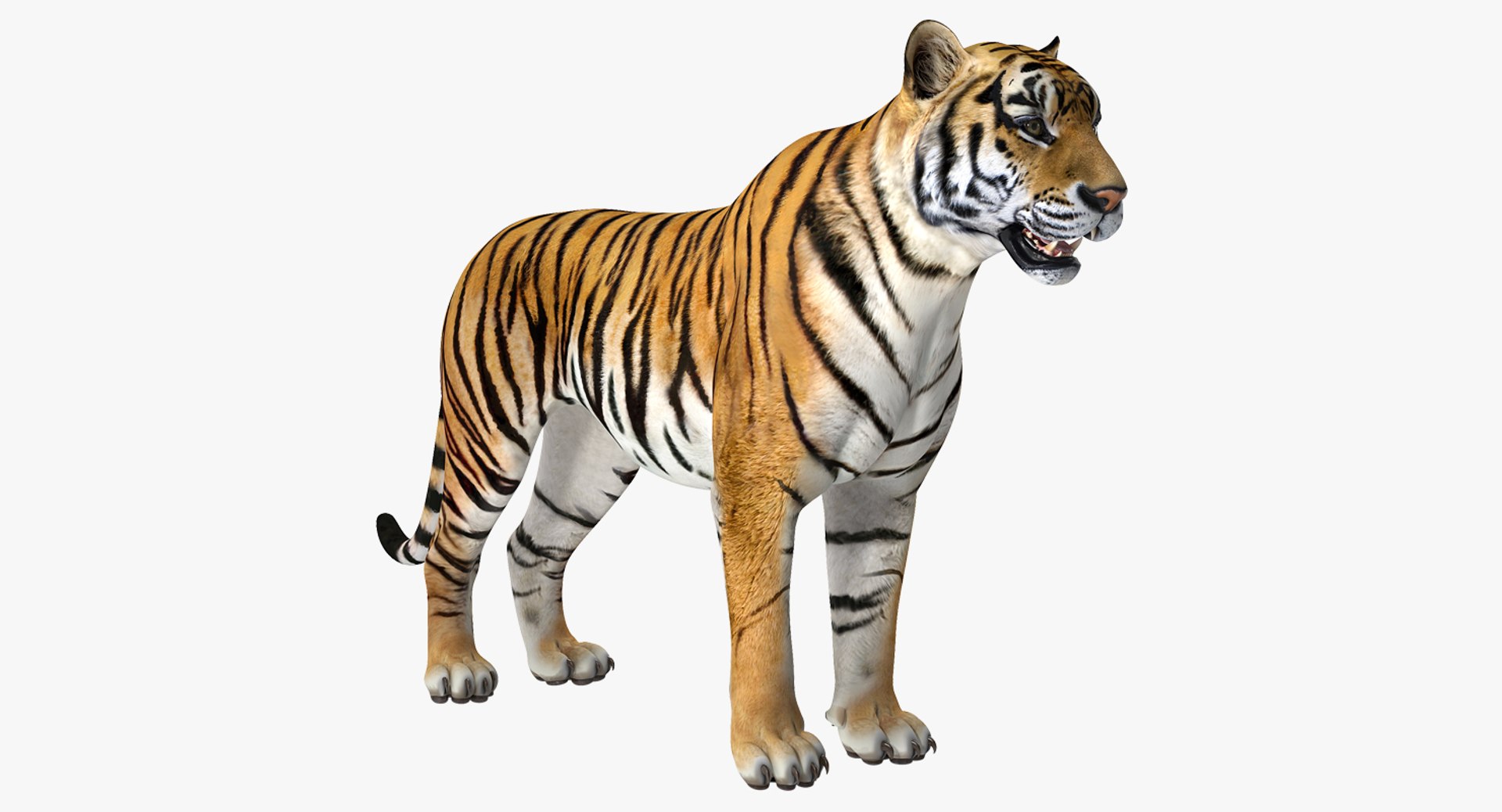 Tiger 3D model preview