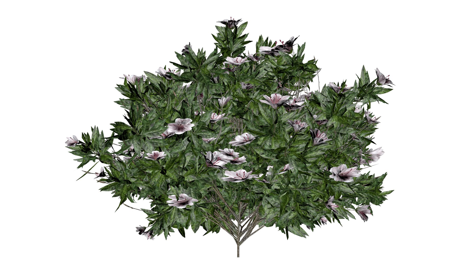 3D Azalea Shrub with white flowers - 03 - https://p.turbosquid.com/ts-thumb/sj/XEypnu/BT/azw_33/png/1741688259/1920x1080/fit_q87/513a8997ab7477dbd89b8951ebeebbdd80099027/azw_33.jpg