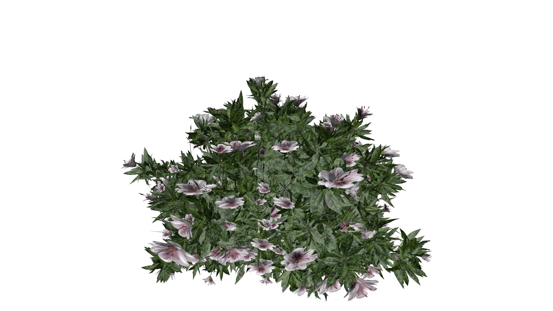 3D Azalea Shrub with white flowers - 03 - https://p.turbosquid.com/ts-thumb/sj/XEypnu/Sw/azalea_flowers_white_03_030/png/1741688256/1920x1080/fit_q87/3173e4be9ab634e18d145ab10317672f462755dd/azalea_flowers_white_03_030.jpg