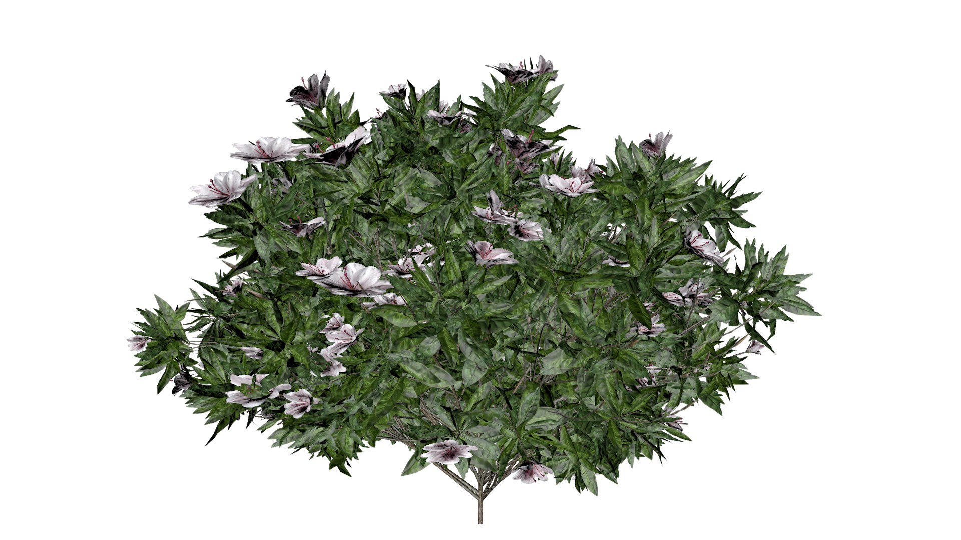 3D Azalea Shrub with white flowers - 03 - https://p.turbosquid.com/ts-thumb/sj/XEypnu/V6/azw_32/png/1741688259/1920x1080/fit_q87/f1922f588592804440ee5b14194a971daa173958/azw_32.jpg