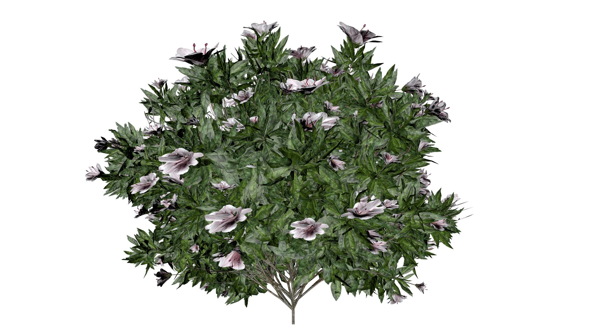 3D Azalea Shrub with white flowers - 03 - https://p.turbosquid.com/ts-thumb/sj/XEypnu/br/azw_31/png/1741688259/1920x1080/fit_q87/938cd968cfabdf176005f1009f44afaa2e25b181/azw_31.jpg