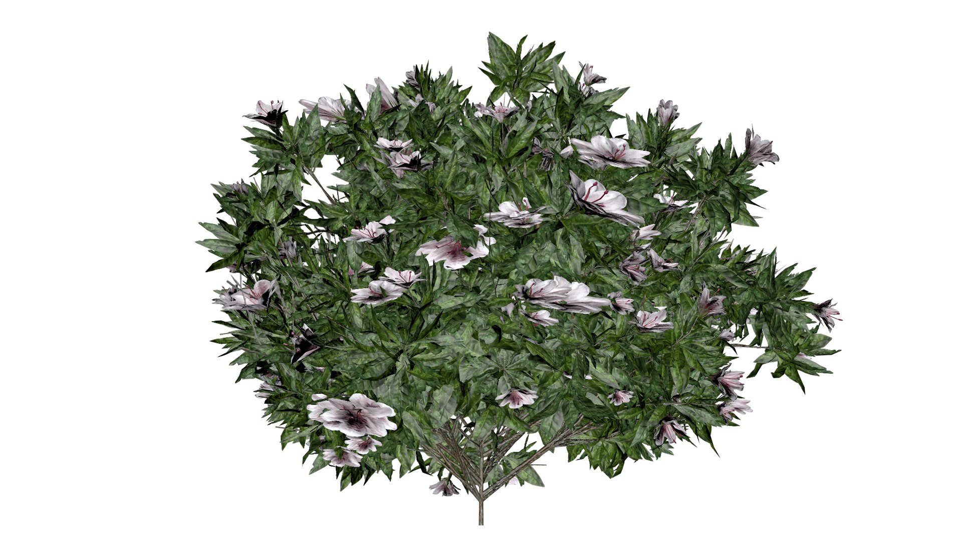 3D Azalea Shrub with white flowers - 03 - https://p.turbosquid.com/ts-thumb/sj/XEypnu/yl/azw_3/png/1741688257/1920x1080/fit_q87/d113c161cb5187c103f66a96f9709ba65468aba7/azw_3.jpg