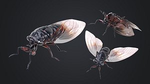 Cicada Rigged 3D model