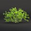 Collezione di cespugli low poly vol 30-Blender-3dmodel