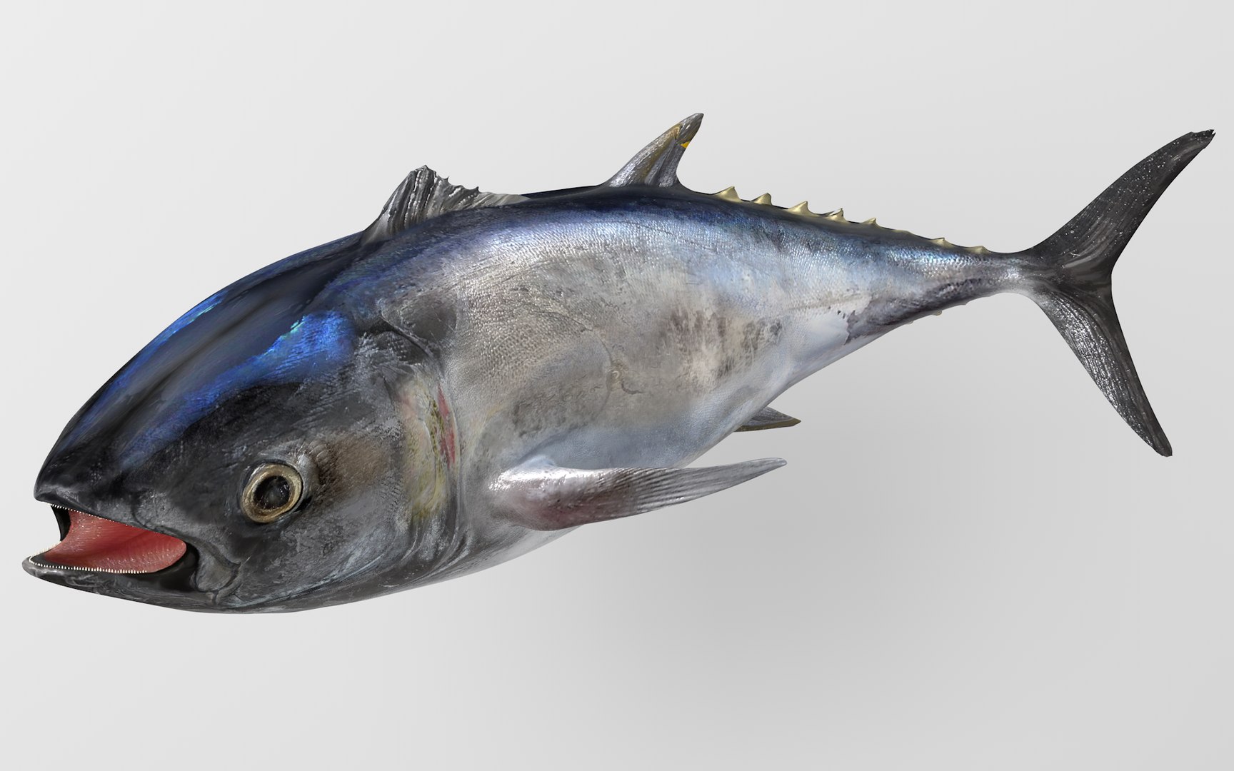 3D TUNA FISH Rigged L1542 - TurboSquid 1814483