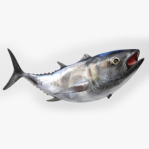 3D TUNA FISH Rigged L1542
