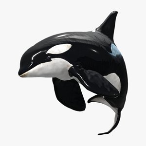 Orca Whale model