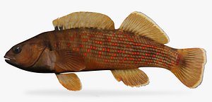 3d model etheostoma camurum bluebreast darter