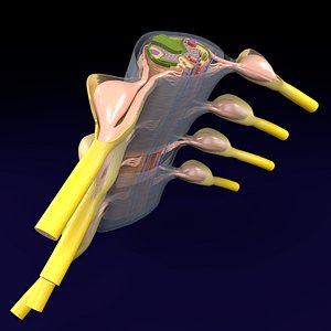 spinal cord covering transverse 3D model