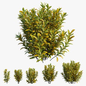 Croton plant set 16 3D