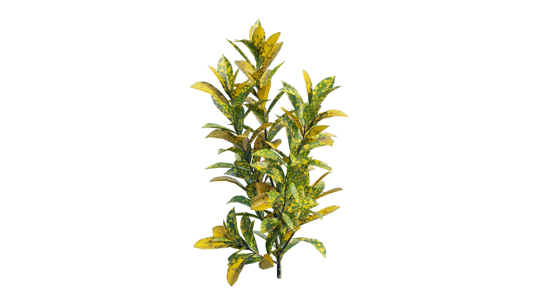 Croton plant set 16 3D https://p.turbosquid.com/ts-thumb/sj/yWrv20/RV/6_interactivelightmix/png/1629903309/1920x1080/fit_q87/a3e4d2da196e95a2f1e373de3745a1073506c6b4/6_interactivelightmix.jpg