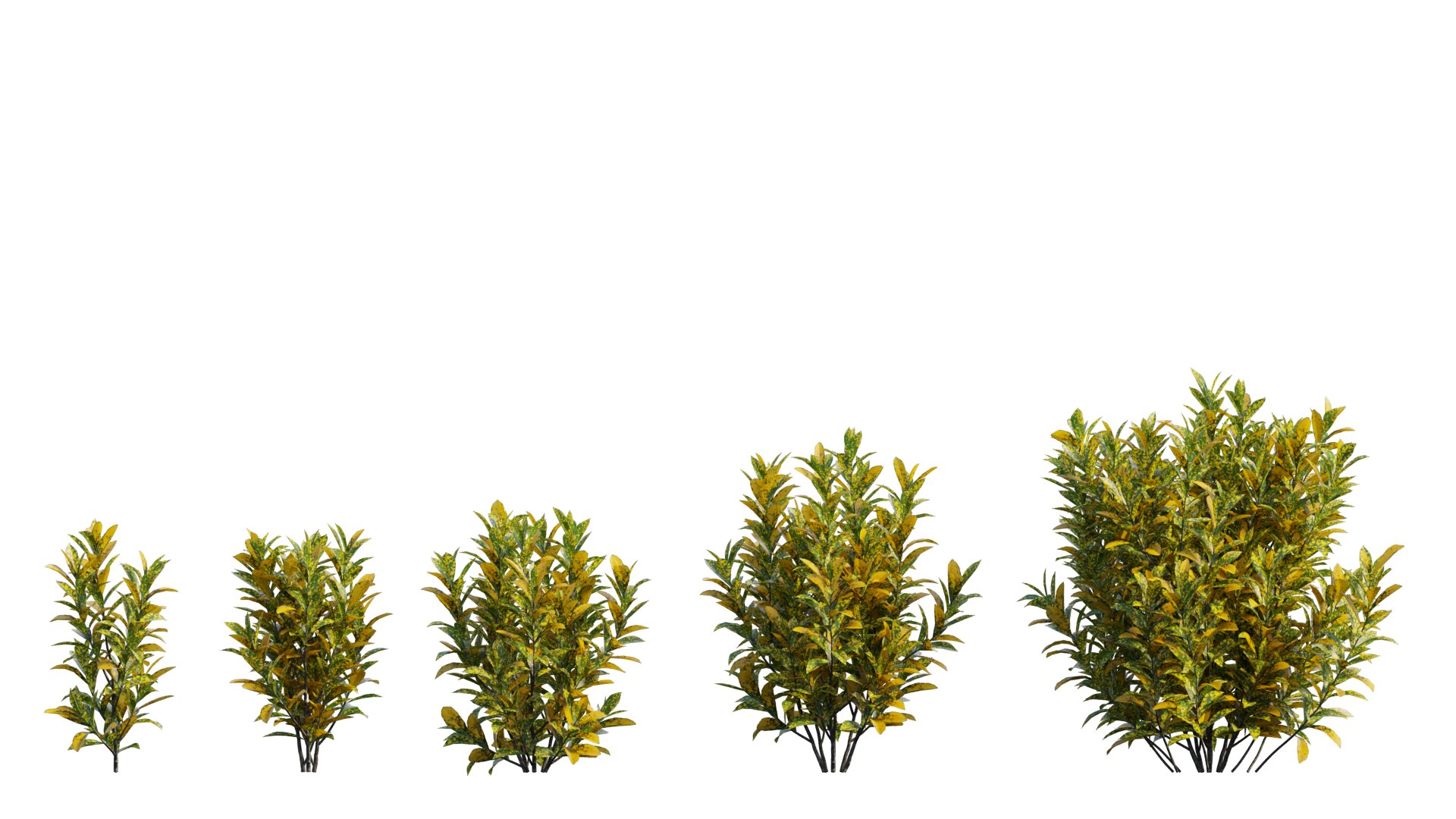Croton plant set 16 3D https://p.turbosquid.com/ts-thumb/sj/yWrv20/SY/1_interactivelightmix/png/1629903302/1920x1080/fit_q87/6db4484d9616c5dfa7c542e28bc705d7abb73a97/1_interactivelightmix.jpg