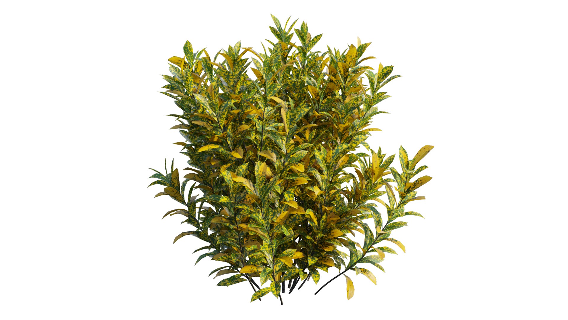 Croton plant set 16 3D https://p.turbosquid.com/ts-thumb/sj/yWrv20/gD/2_interactivelightmix/png/1629903307/1920x1080/fit_q87/705d0e1f46dd2a08c7db06b1eff9075b1e6e6d70/2_interactivelightmix.jpg