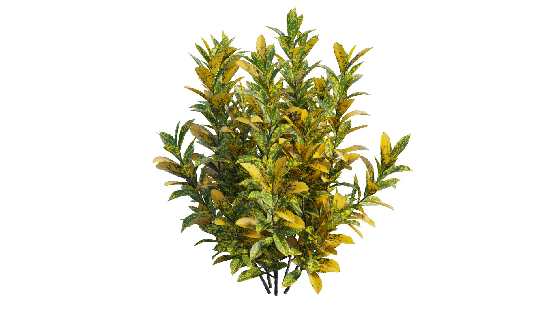 Croton plant set 16 3D https://p.turbosquid.com/ts-thumb/sj/yWrv20/kA/3_interactivelightmix/png/1629903300/1920x1080/fit_q87/194bb9c02f7c664de9befb388420cfd3d48145bc/3_interactivelightmix.jpg