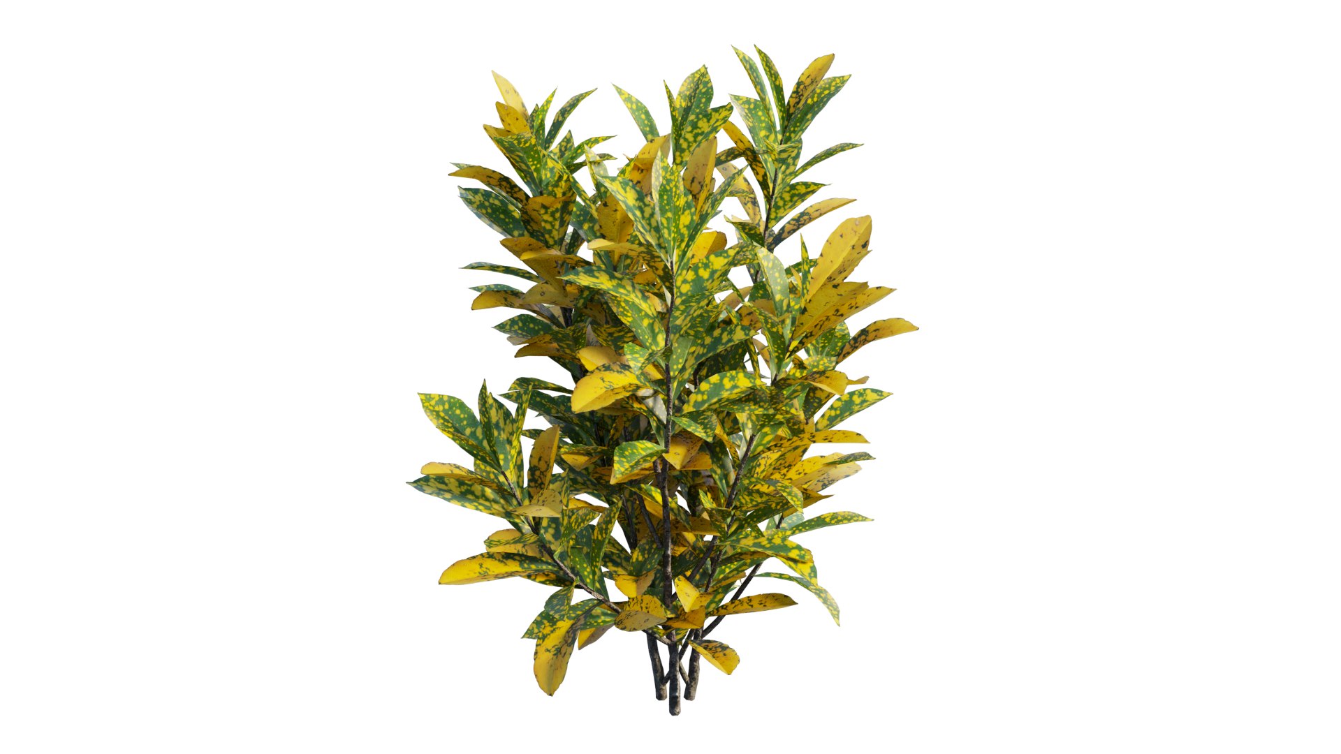 Croton plant set 16 3D https://p.turbosquid.com/ts-thumb/sj/yWrv20/vy/5_interactivelightmix/png/1629903312/1920x1080/fit_q87/4ca6dccda8b91a3219cbcbf703a52aae14b8f8a6/5_interactivelightmix.jpg