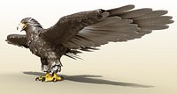 Golden Eagle Realistic Rigged